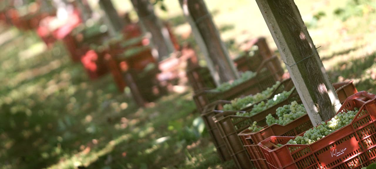 Adegas Valmiñor header