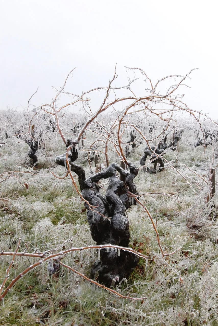 Domaine La Barroche gallery image 3