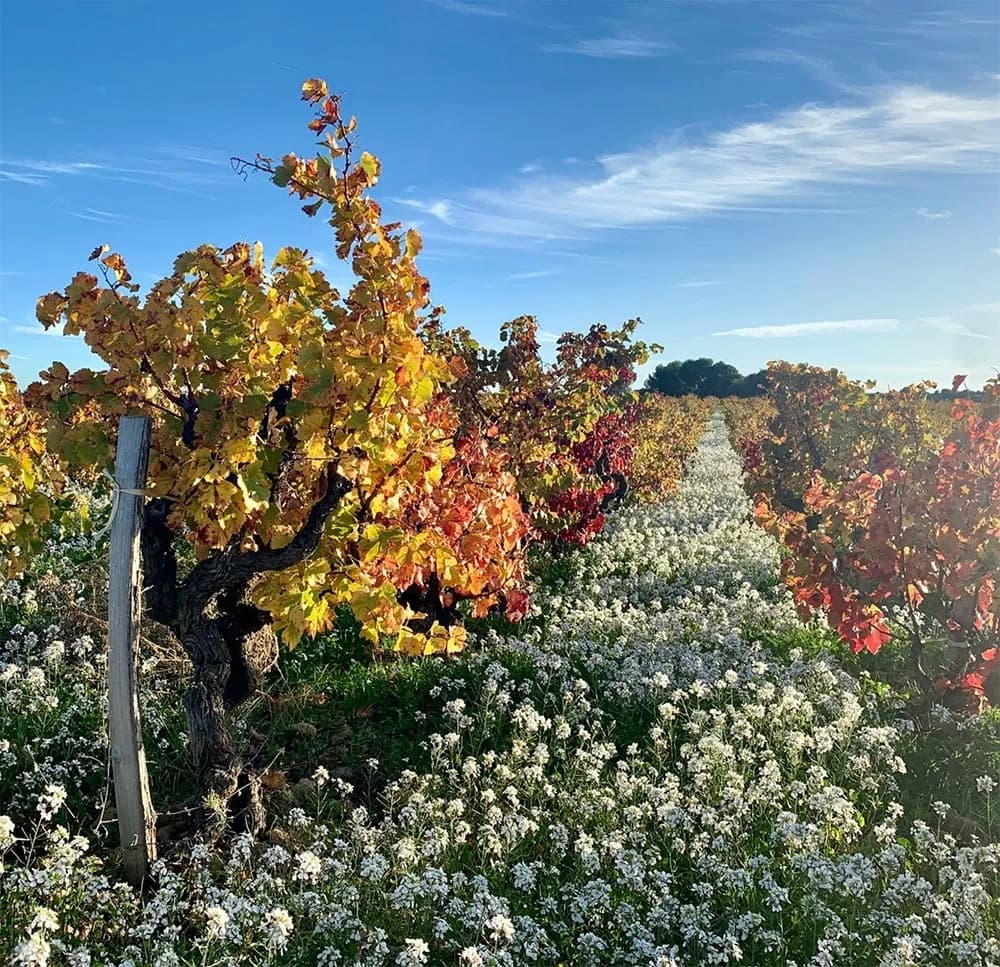 Domaine La Barroche gallery image 5