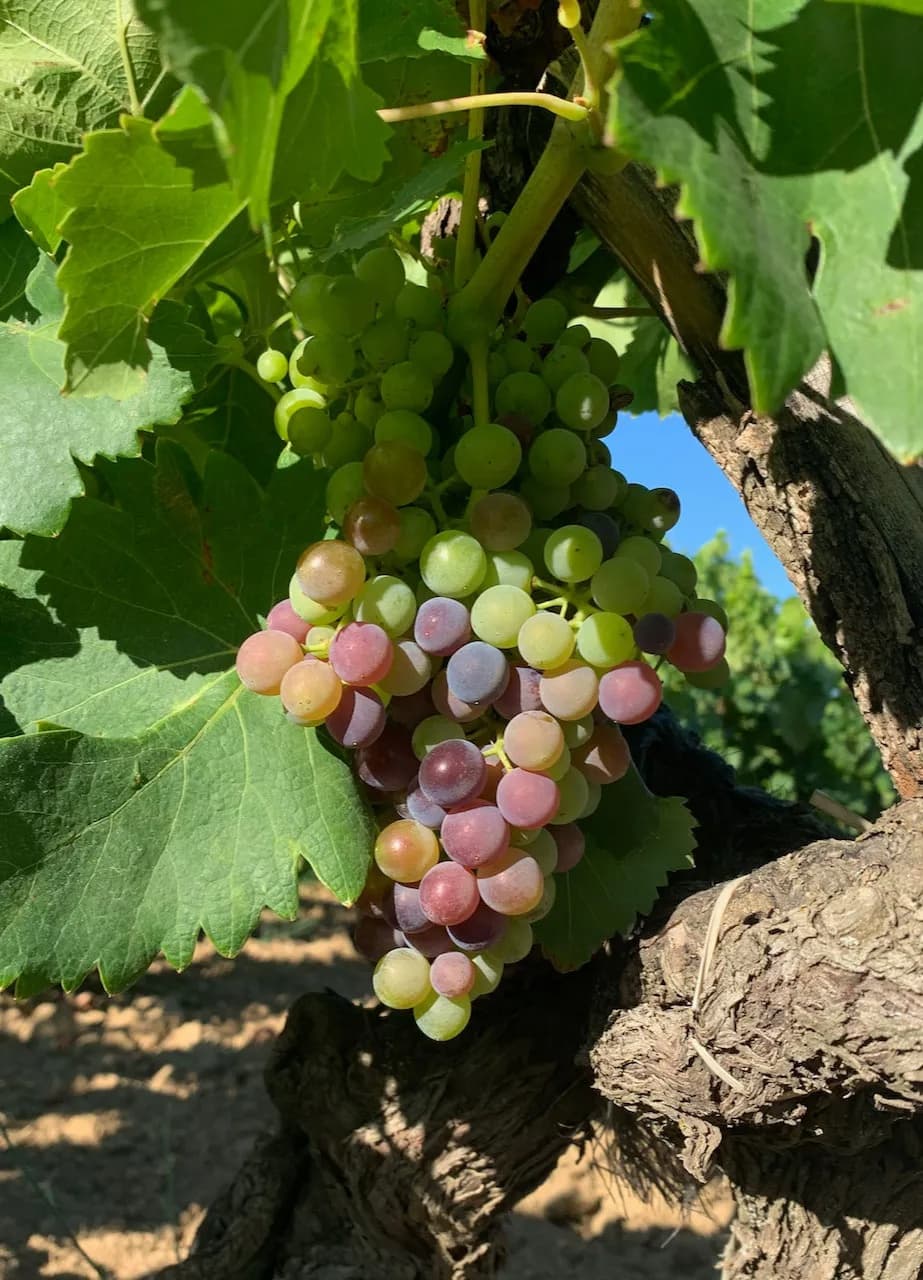 Domaine La Barroche gallery image 6