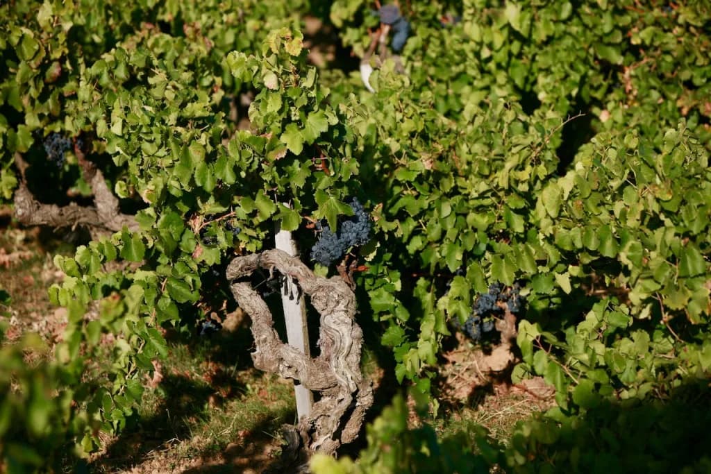 Domaine La Barroche gallery image 2