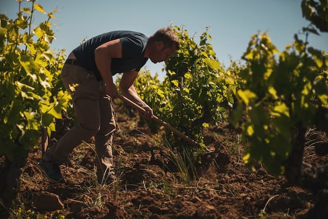 Domaine La Barroche gallery image 9