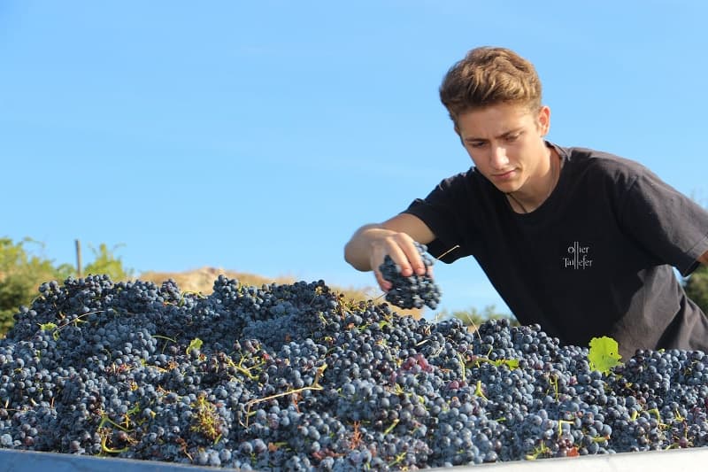 Domaine Ollier-Taillefer gallery image 3