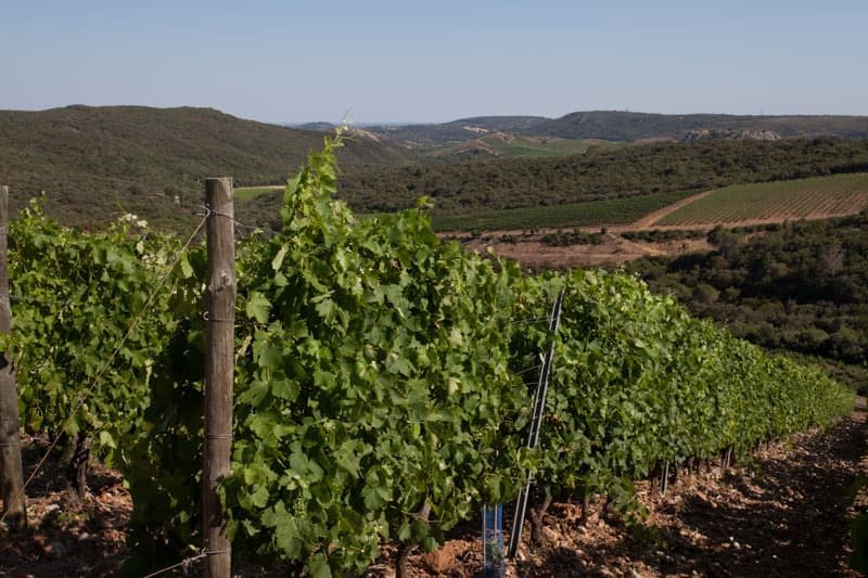 Domaine Ollier-Taillefer gallery image 1